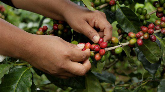 (P) Strauss Coffee ne invită la o ceașcă de cafea cu conștiință 3 strauss coffee femei care cultiva cafea