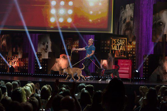 Află ce trebuie să faci pentru a fi pe scenă, alături de câinele tău la show-ul lui Cesar Millan! 3 Cesar Millan spectacol