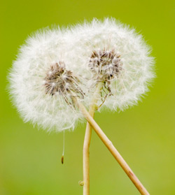 tandrete, imbratisare