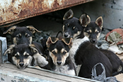 Greva foamei pentru adoptarea legii privind obligativitatea sterilizarii cainilor 6 Catei abndonati