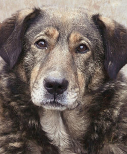 Greva foamei pentru adoptarea legii privind obligativitatea sterilizarii cainilor 3 Caine abandonat