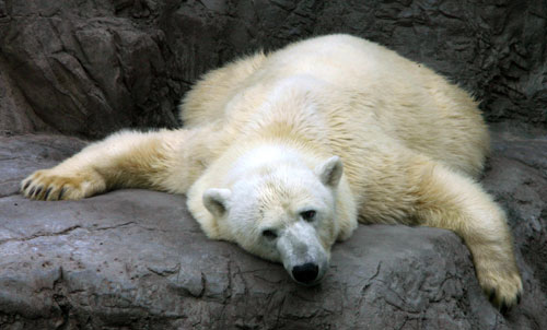 Dorinta barbatilor apare din absenta 2 rutina, plictiseala