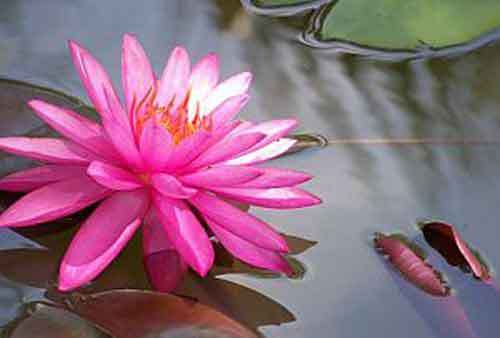 MEDITATIA - CALEA CATRE ECHILIBRUL INTERIOR 3 1591254.pinklotus1 bun