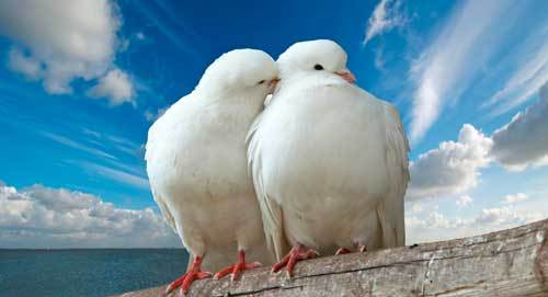 In dragoste nu este nevoie de demonstratii 3 1679935.p1