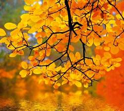 O toamna in plina forma 3 1707355.p1