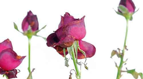 Sa acceptam timpul doliului 3 1736155.p1