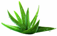 Un secret al frumusetii: ingredientele naturale 5 Aloe Vera