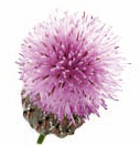 Un secret al frumusetii: ingredientele naturale 4 brusture