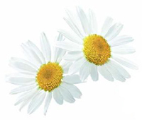 Un secret al frumusetii: ingredientele naturale 6 Musetel