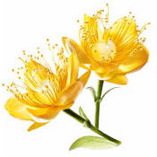 Un secret al frumusetii: ingredientele naturale 7 Jojoba