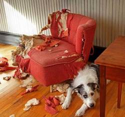 2053559.caine fotoliu stricaciuni vina