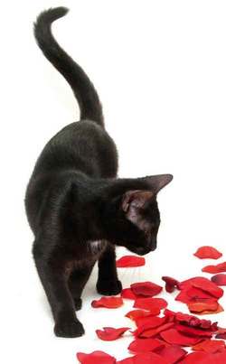 2074061.pisica neagra petale trandafir