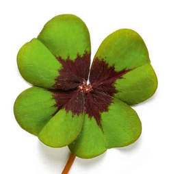 2074061.trifoi planta