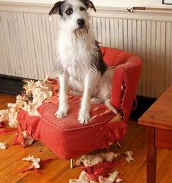 2116314.vina culpabilitate