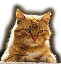 263506.pisica intuitie w