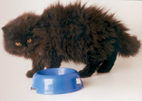 superstitie, pisoi negru