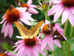 Oboseala are remedii naturale 2 315826.echinacea