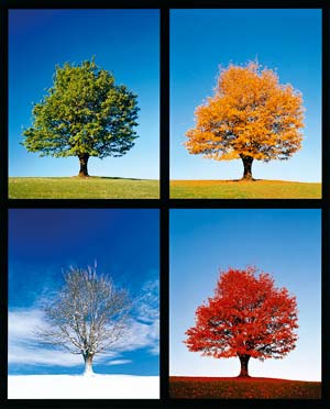 cronobiologie, ritm, ritm biologic, bioritm, anotimpuri