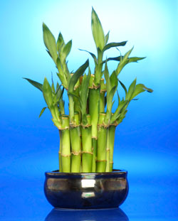 feng shui, energie, echilibru