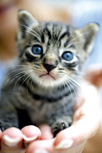 Dulceata mangaierii 1 Dulceata mangaierii