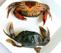 Alimentul indispensabil 3 crustacee, crabi