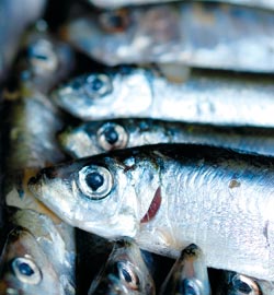 Alimentul indispensabil 3 Alimentul indispensabil, peste