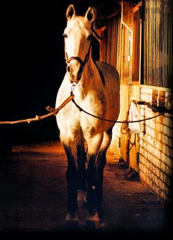 Omul este un animal hedonist 3 Omul este un animal hedonist