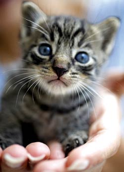 mangaiere, iubire, siguranta, confort