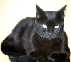 superstitie, superstitii, pisica, pisica neagra