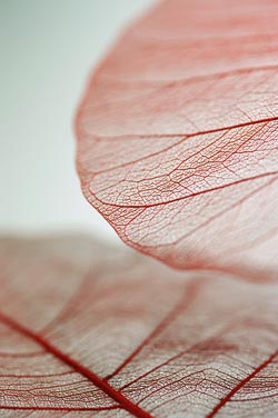 Adevarul despre tenul tau 3 Adevarul despre tenul tau