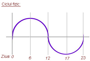 Bioritm, ciclul fizic