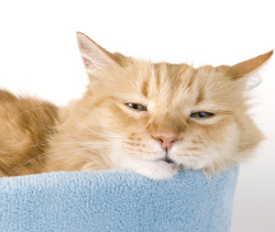 Nu pot duce nimic la bun sfarsit 3 abandon