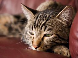 Am oroare de schimbare 3 confort, siguranta