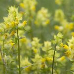 sunatoare antidepresive naturale