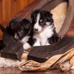 cainii sunt unele dintre cele mai inteligente animale