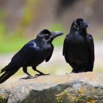 ciorile sunt unele dintre cele mai inteligente animale