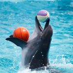 delfinii sunt unele dintre cele mai inteligente animale