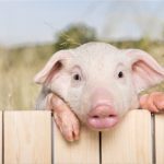 porcii sunt unele dintre cele mai inteligente animale