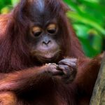 urangutanii sunt unele dintre cele mai inteligente animale