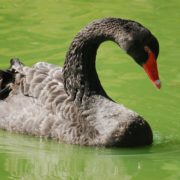 black swan 4410386 640