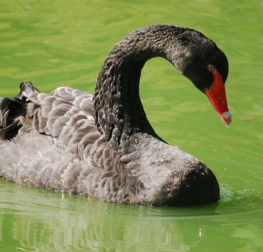 black swan 4410386 640