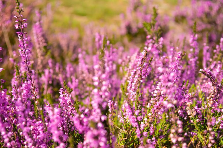 Cum putem avea grijă de emoțiile noastre...mai ales în aceste zile! 11 poza 1280x852