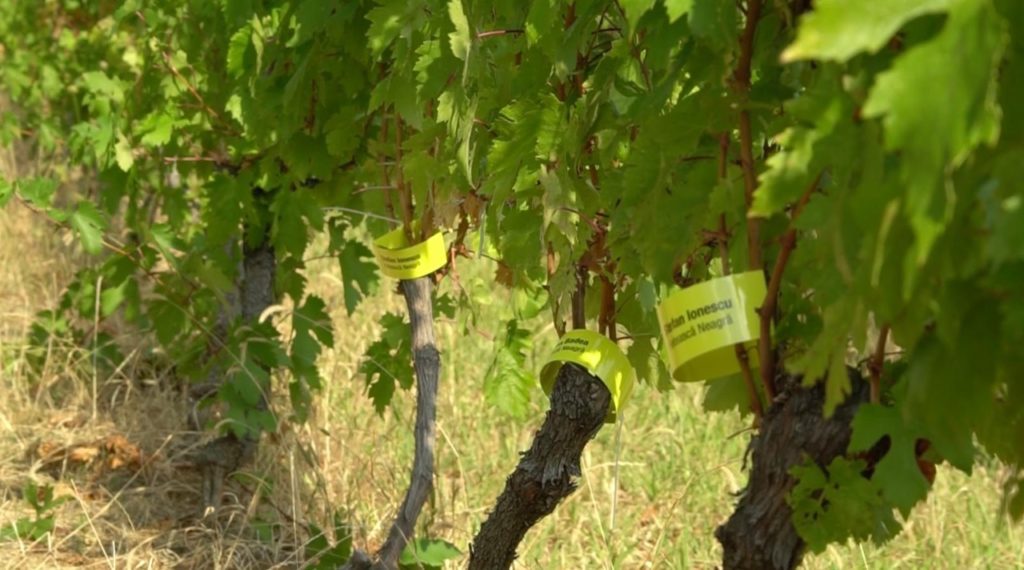 Vinul tău din Via Ta. Fii creatorul propriului tău vin, o nouă experiență, acum în România. 3 Vinul-Tau-din-Via-Ta