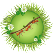 să-nu-ne-facem-de-râs-în-faţa-furnicilor