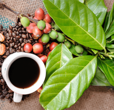 Impactul cafelei asupra performanței sportive 8 impactul-cafelei-asupra-performanței-sportive