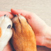 inteligenţa-și-viaţa-emoţională-a-animalelor