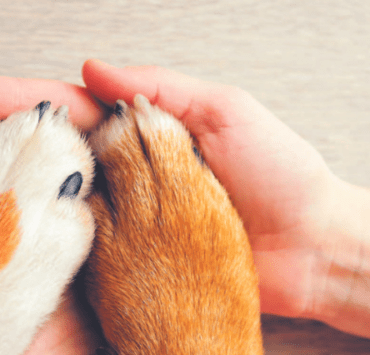 Inteligenţa și viaţa emoţională a animalelor 7 inteligenţa-și-viaţa-emoţională-a-animalelor