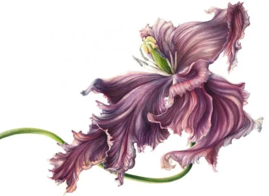 Artista irlandeză Mary Dillon va preda la Școala de Artă și Design Botanic Cembra din Brașov 3 mary-dillon