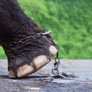 convingerile-limitative-și-puiul-de-elefant