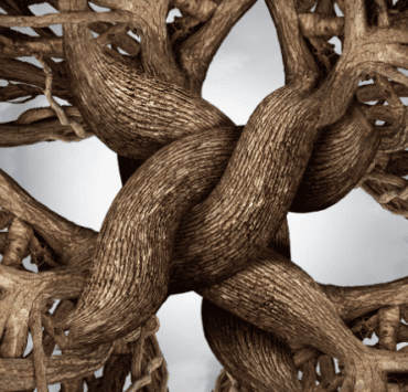 Pădurea – o rețea socială 8 pădurea-o-rețea-socială